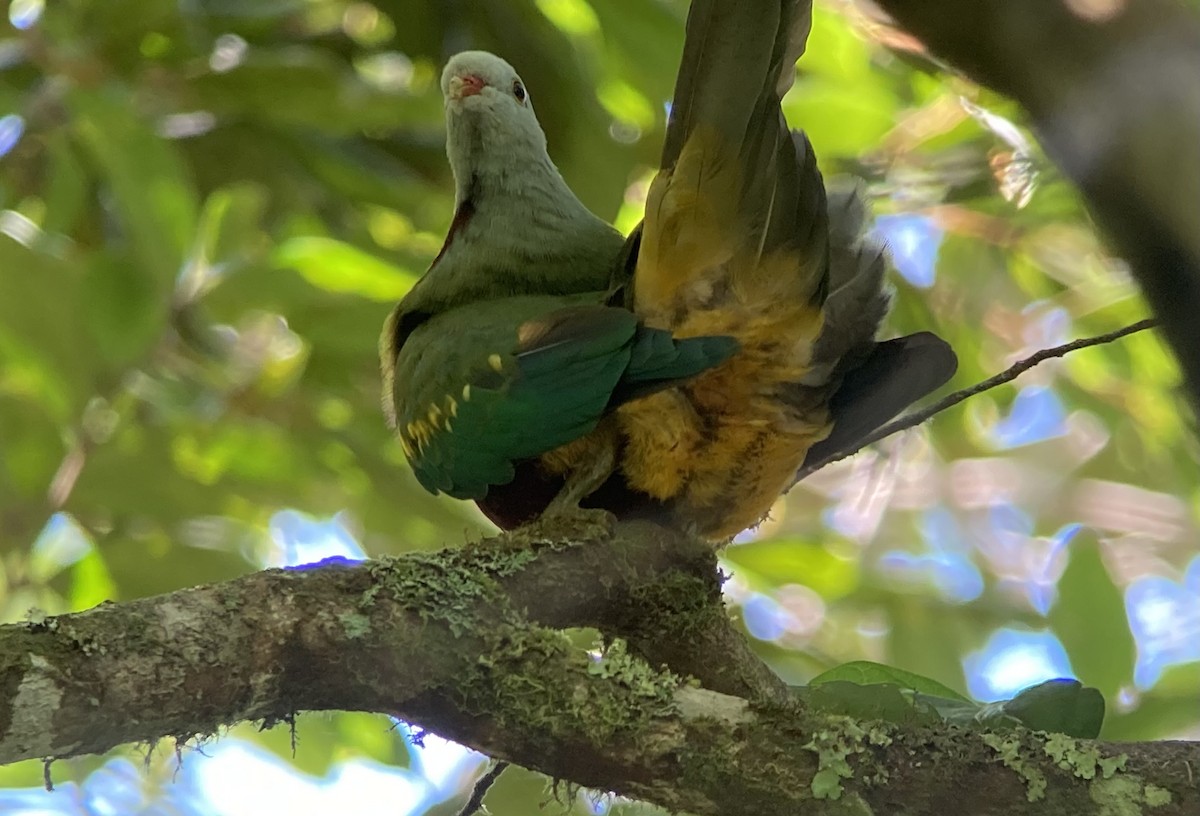 Wompoo Fruit-Dove - ML623556293