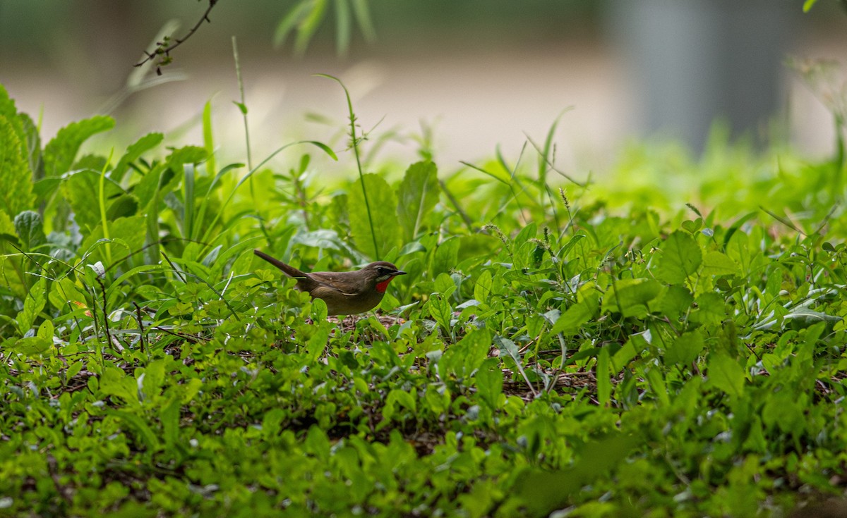 Siberian Rubythroat - ML623556312