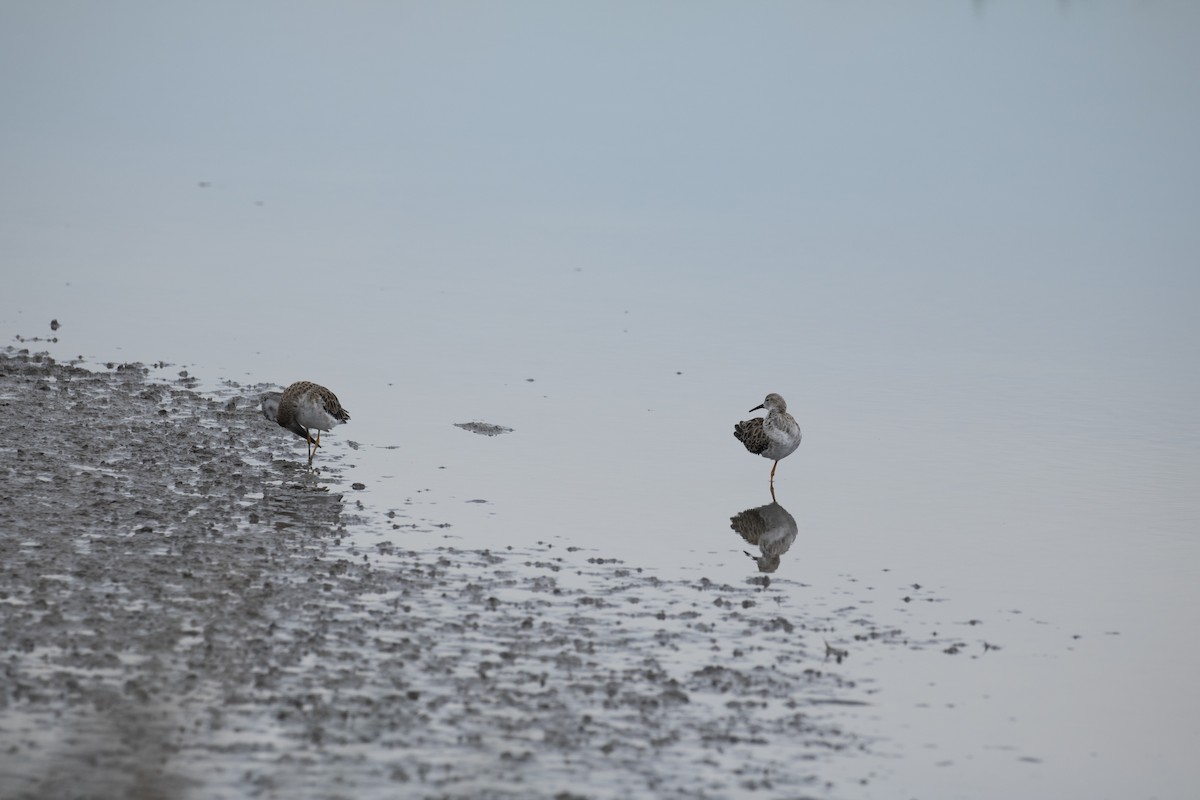 Ruff - Ugoline Godeau