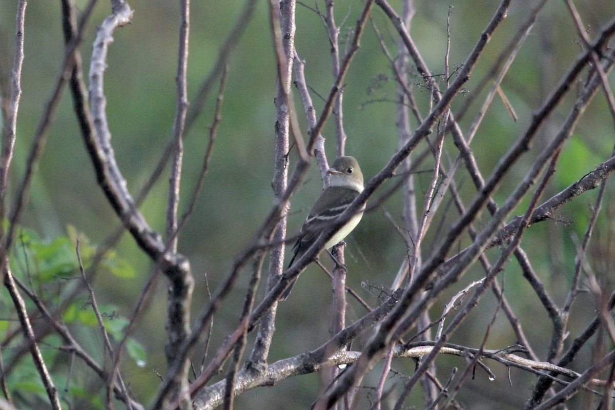 Alder/Willow Flycatcher (Traill's Flycatcher) - ML623556334