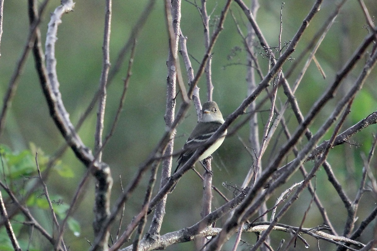 Alder/Willow Flycatcher (Traill's Flycatcher) - ML623556335