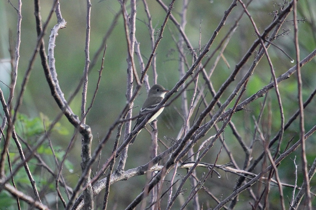 Alder/Willow Flycatcher (Traill's Flycatcher) - ML623556336