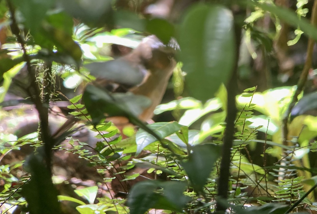 Gray-headed Robin - Barry Zimmer