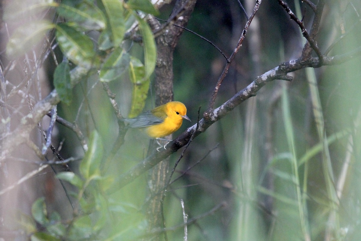 Prothonotary Warbler - ML623556338