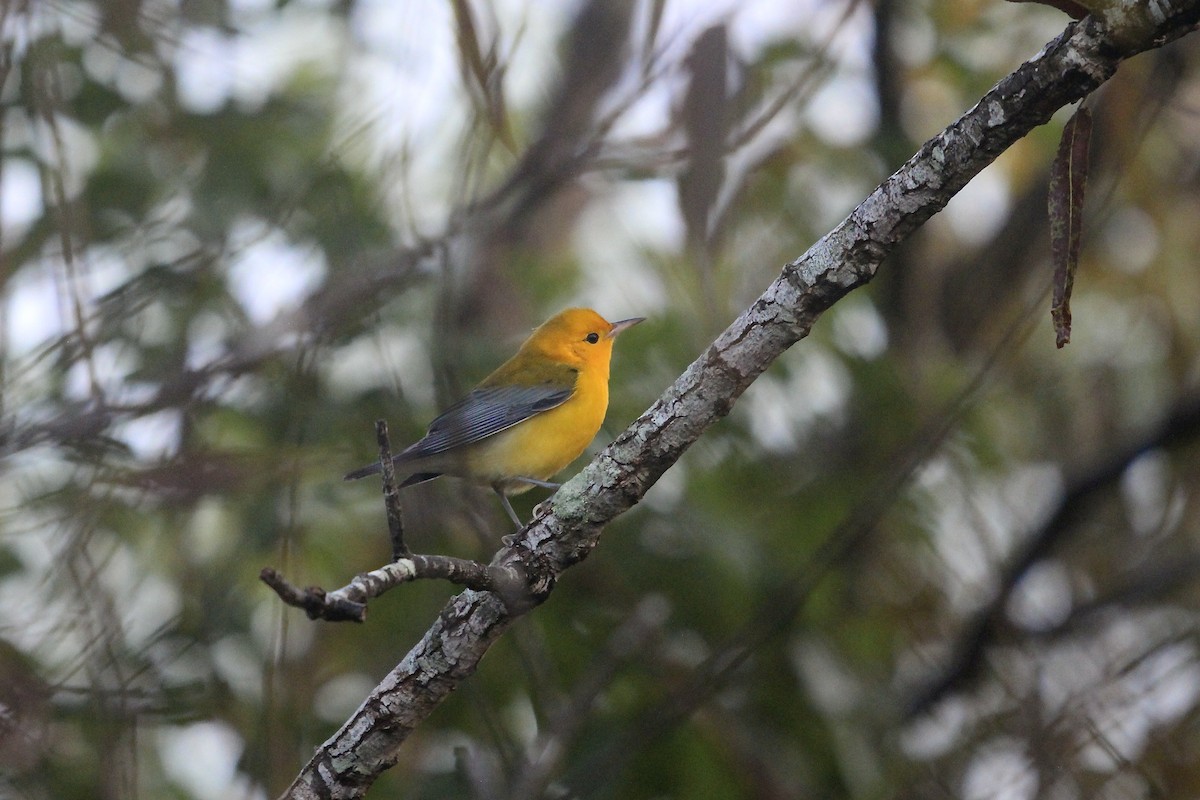 Prothonotary Warbler - ML623556339