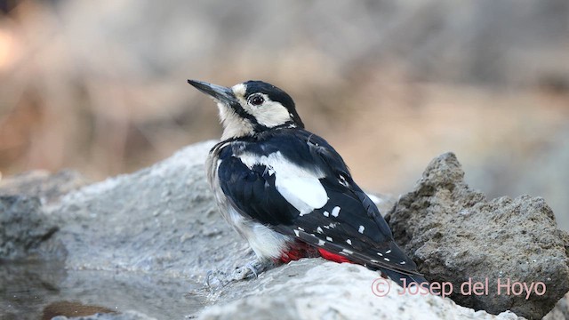 Great Spotted Woodpecker (Canarian) - ML623556395