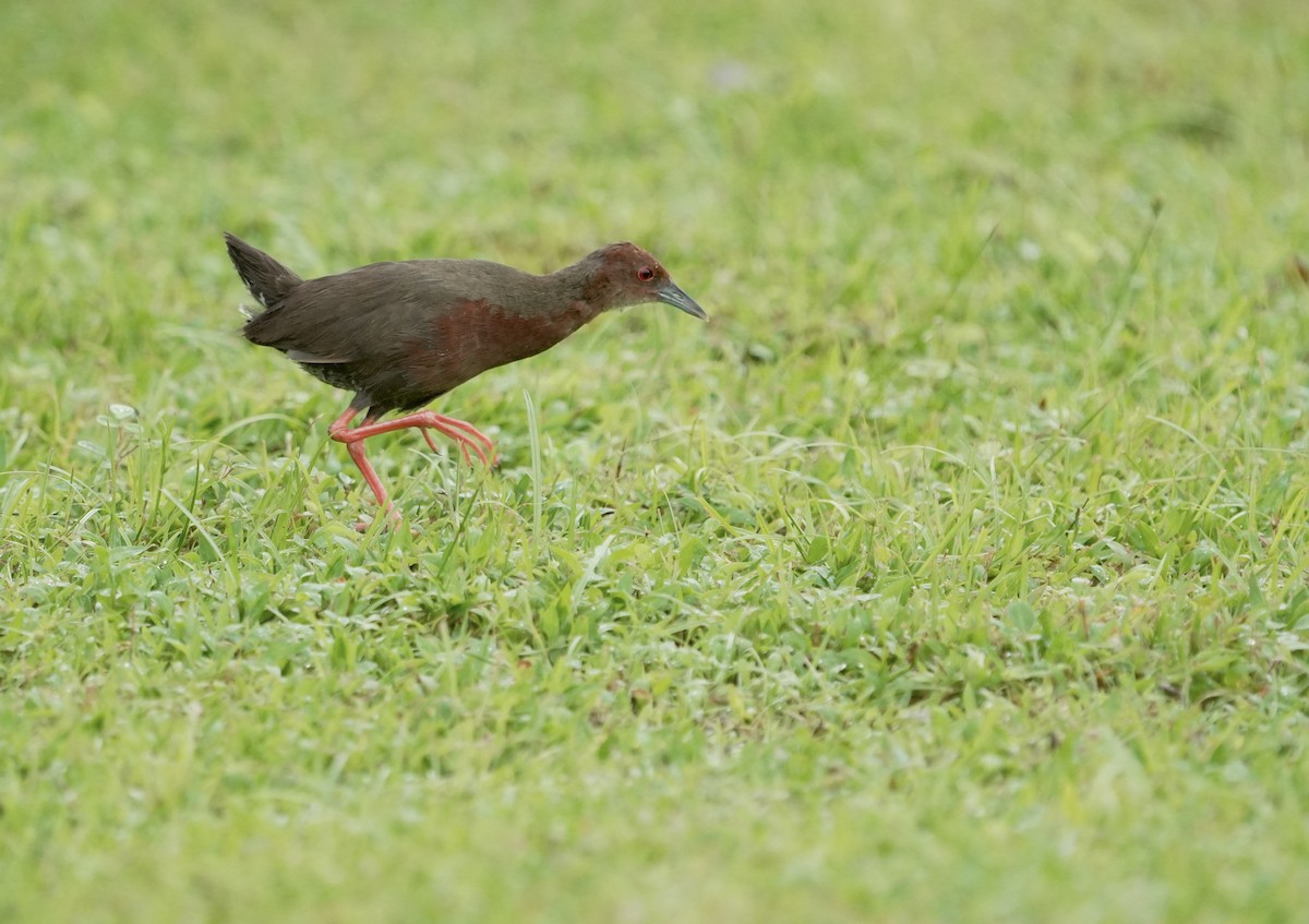 Ruddy-breasted Crake - ML623556401