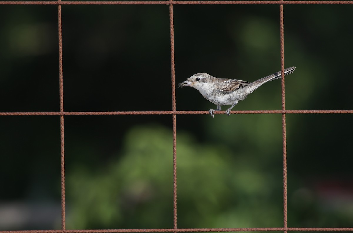 Masked Shrike - ML623556402