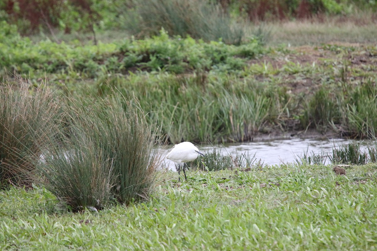 Little Egret - ML623556454