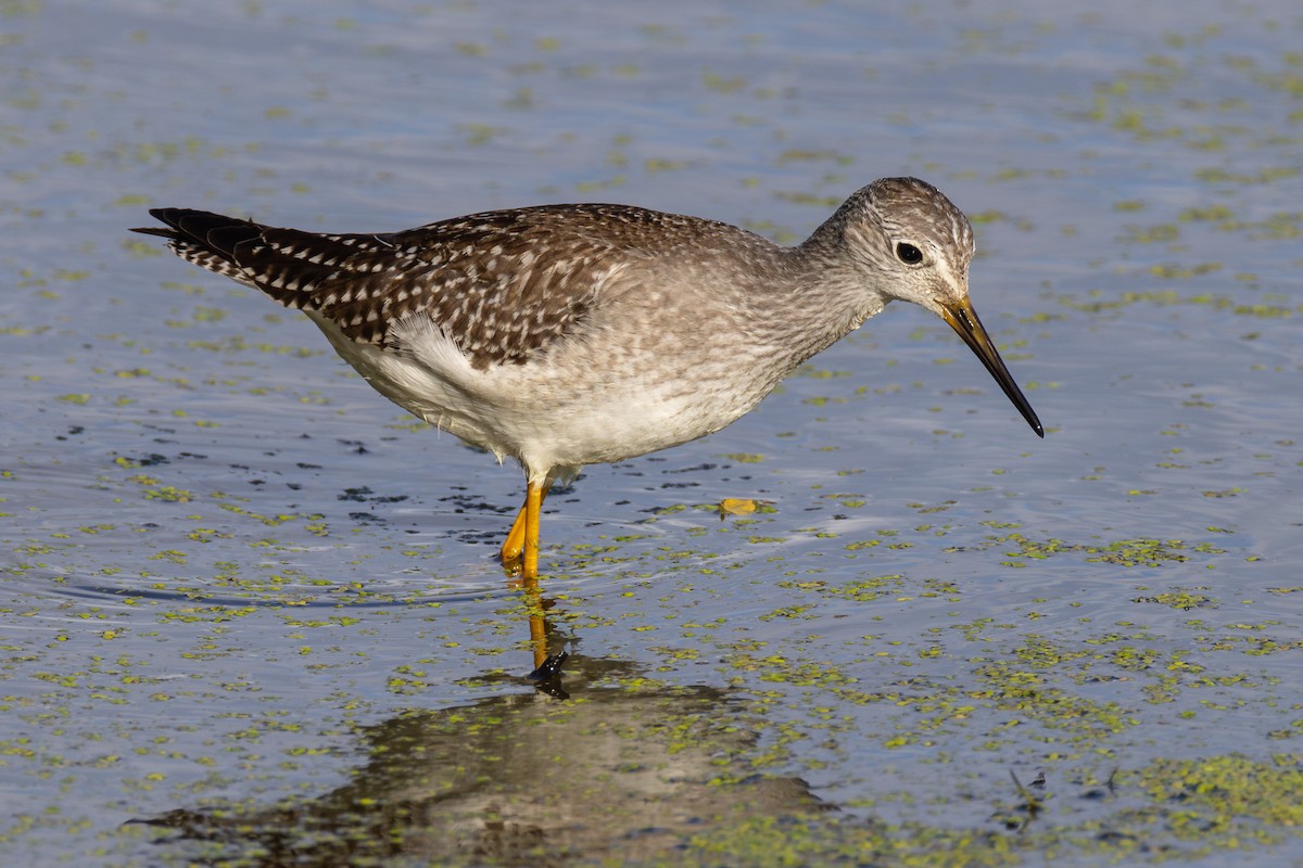 Lesser Yellowlegs - ML623556464