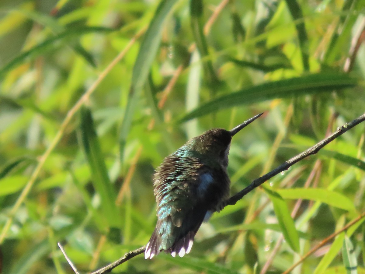 Yakut Boğazlı Kolibri - ML623556492