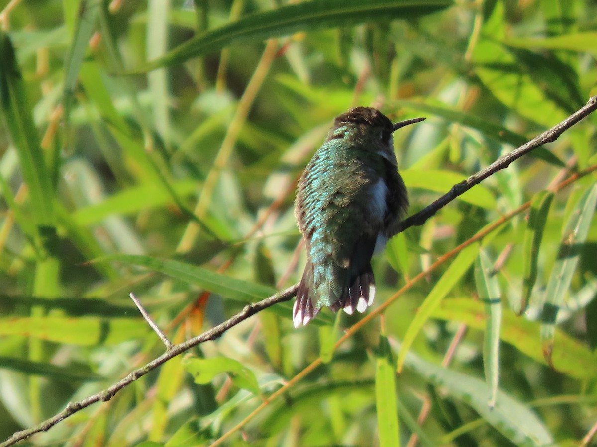 Yakut Boğazlı Kolibri - ML623556493