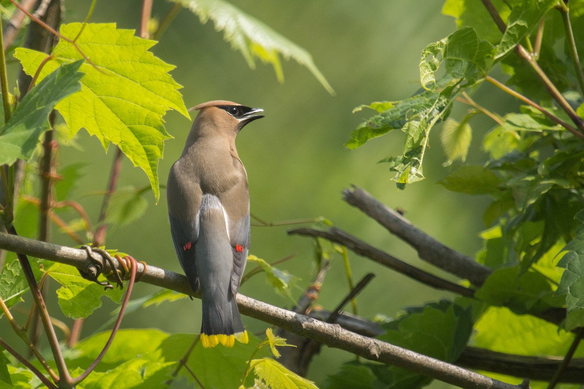 Cedar Waxwing - ML62355661