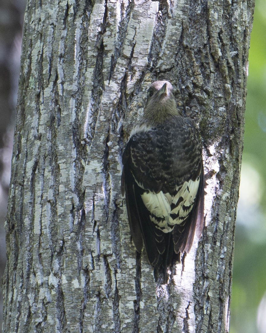 Red-headed Woodpecker - ML623556638