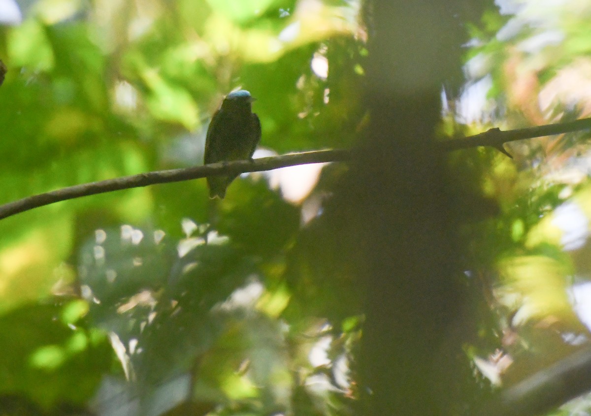 Blue-capped Manakin - ML623556669