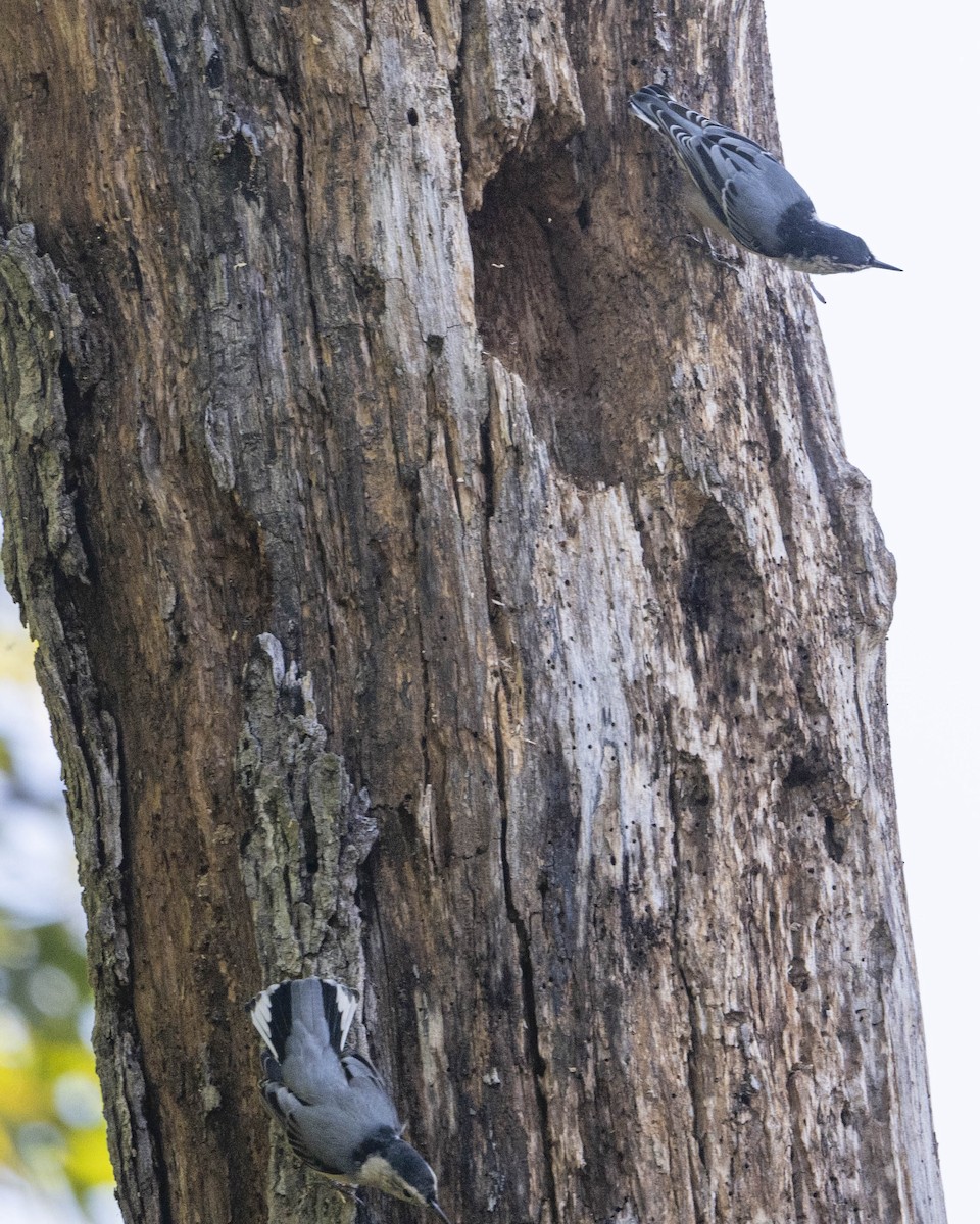 White-breasted Nuthatch - ML623556671