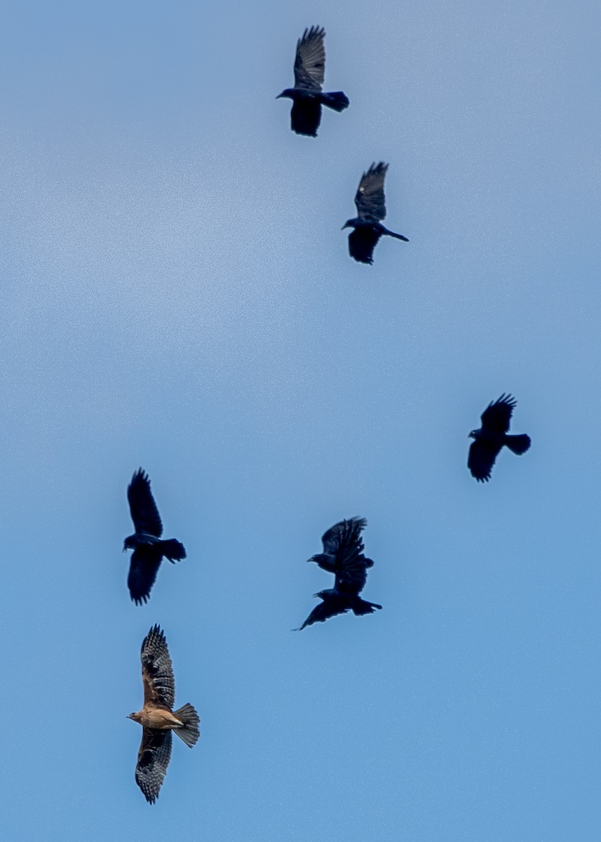 orel australský - ML623556690