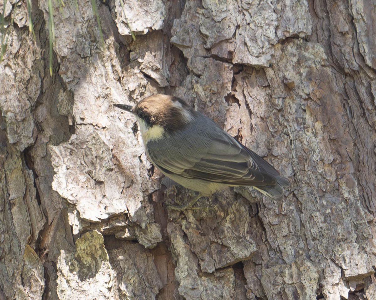 Brown-headed Nuthatch - ML623556697