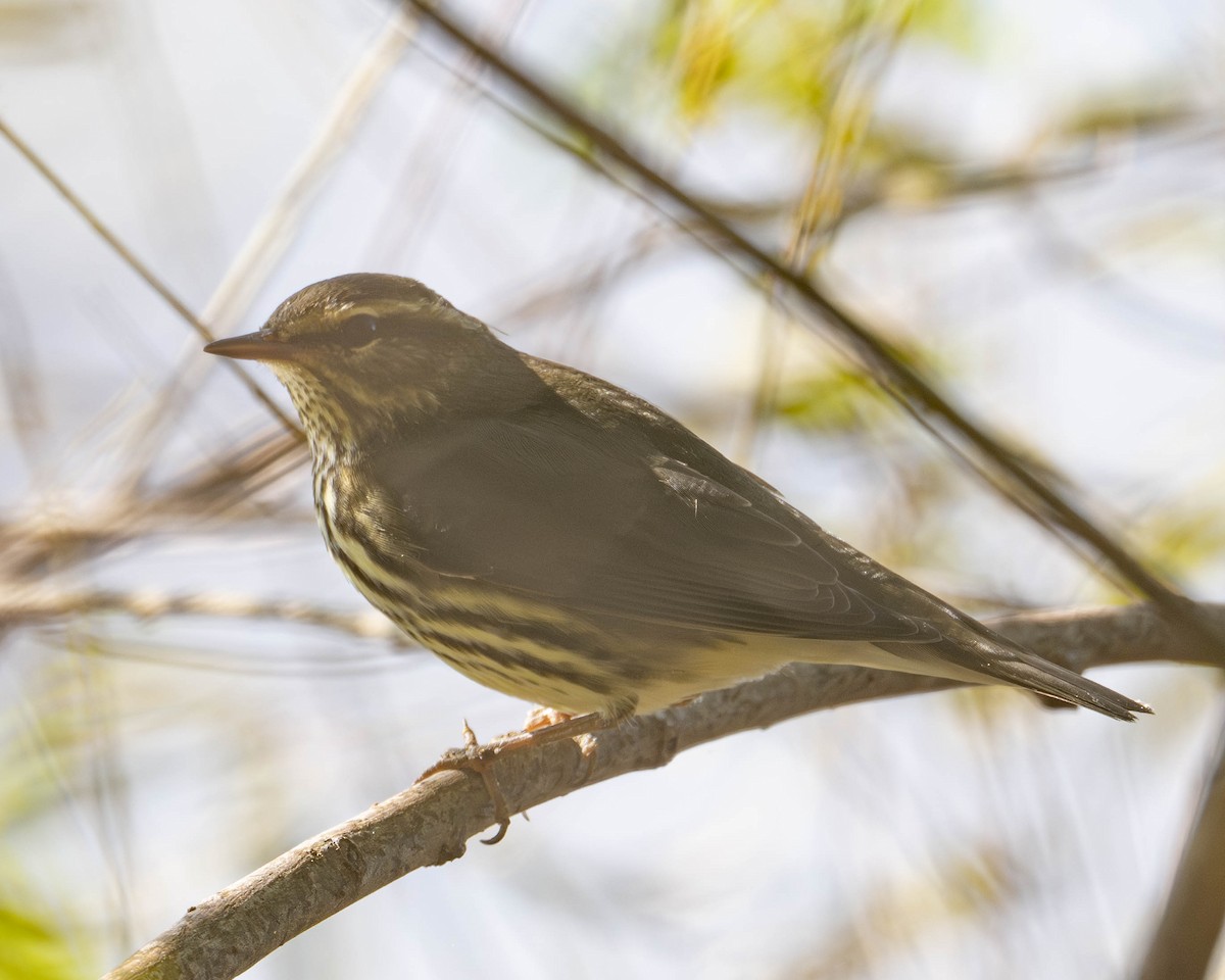 Northern Waterthrush - ML623556725
