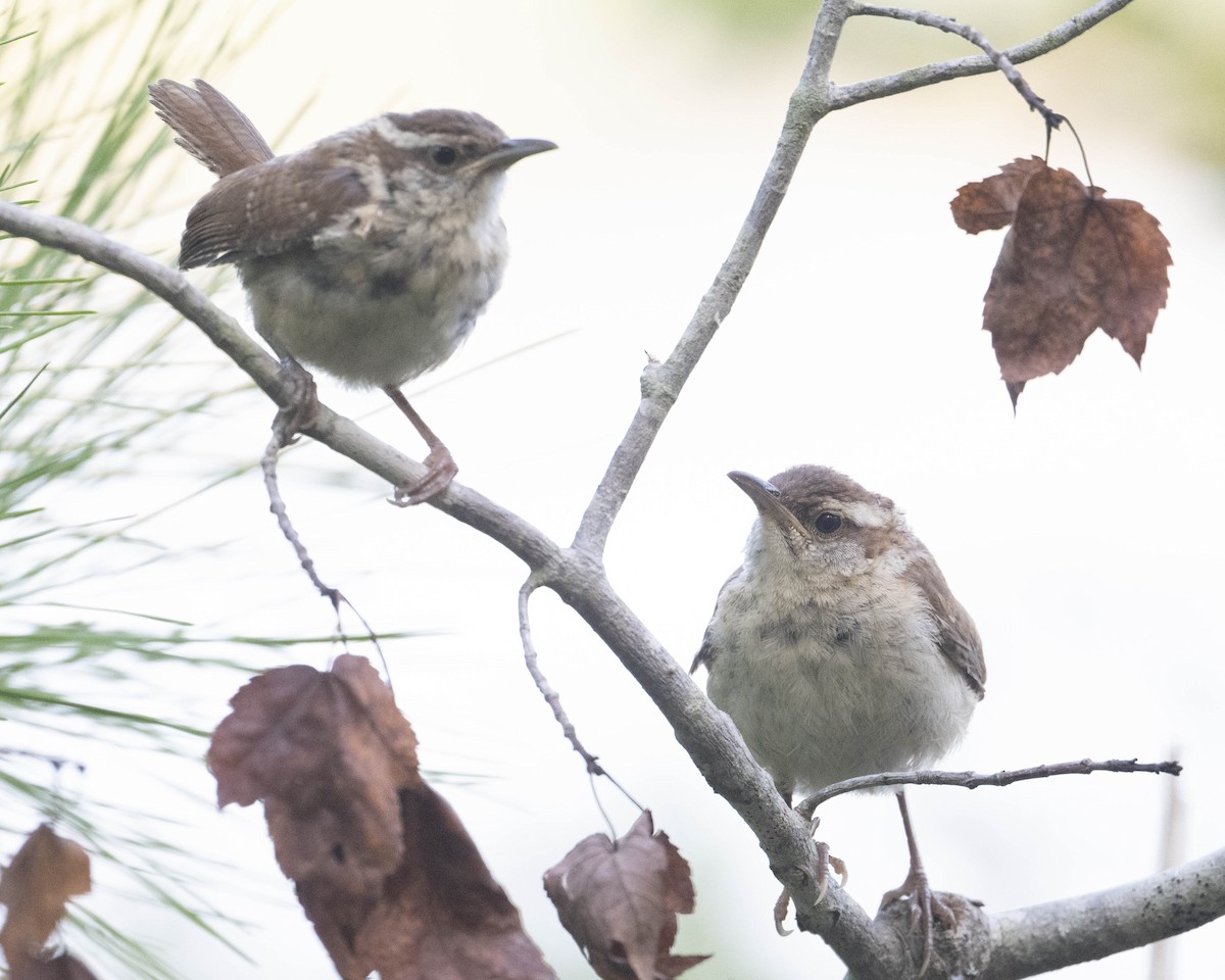 Carolina Wren - ML623556816