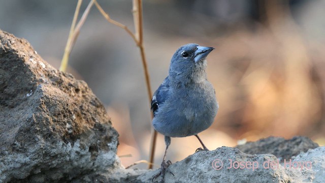 Tenerife Blue Chaffinch - ML623556833