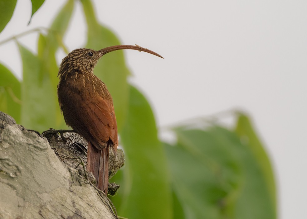 Red-billed Scythebill - ML623556881