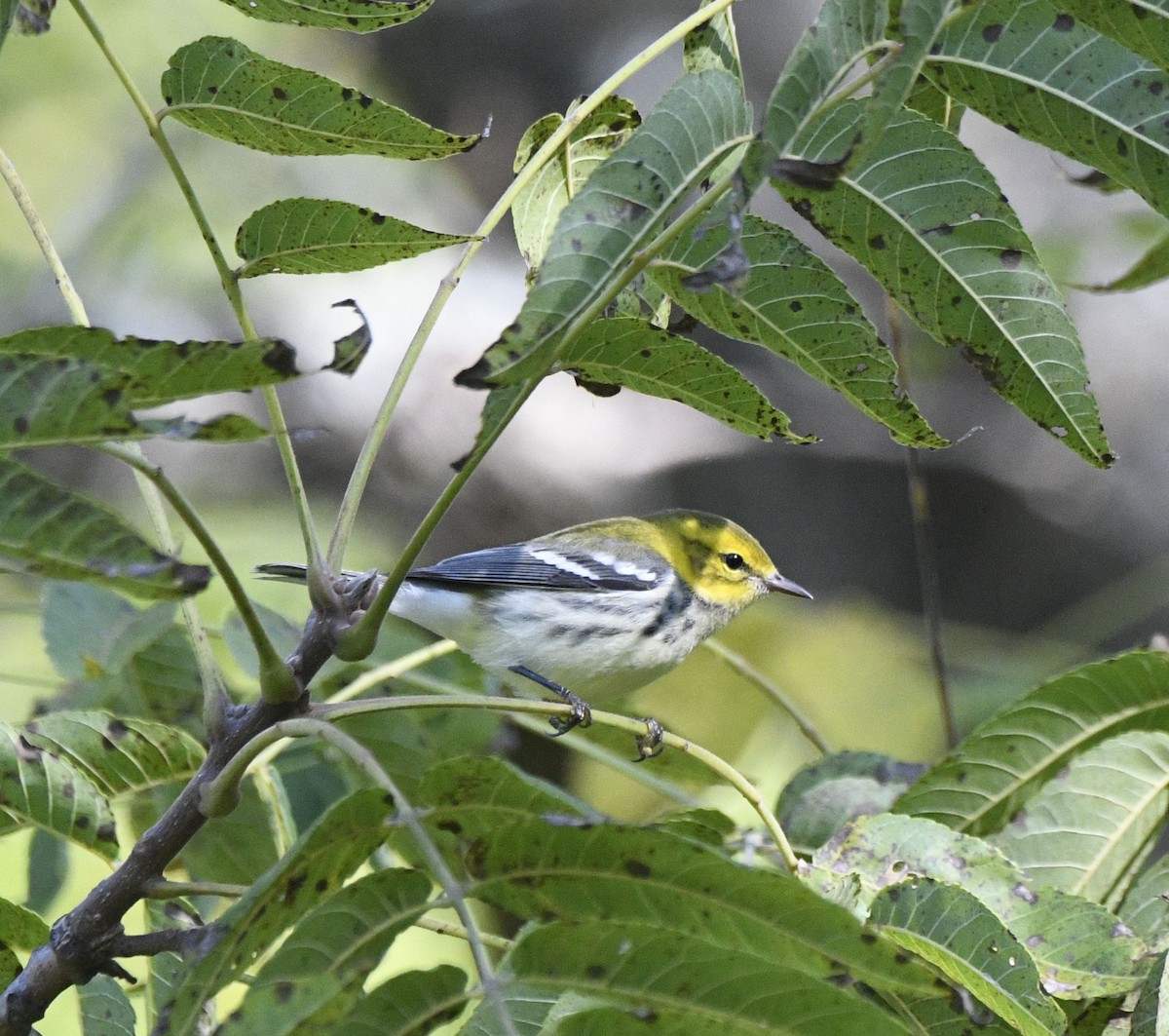 Black-throated Green Warbler - ML623556885