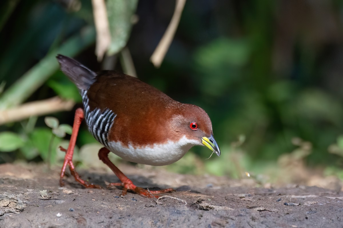 Red-and-white Crake - ML623556886