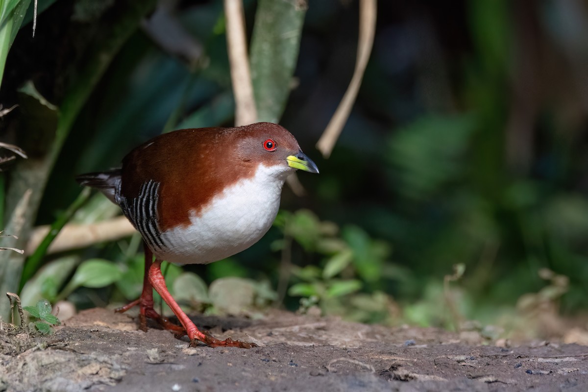 Red-and-white Crake - ML623556887