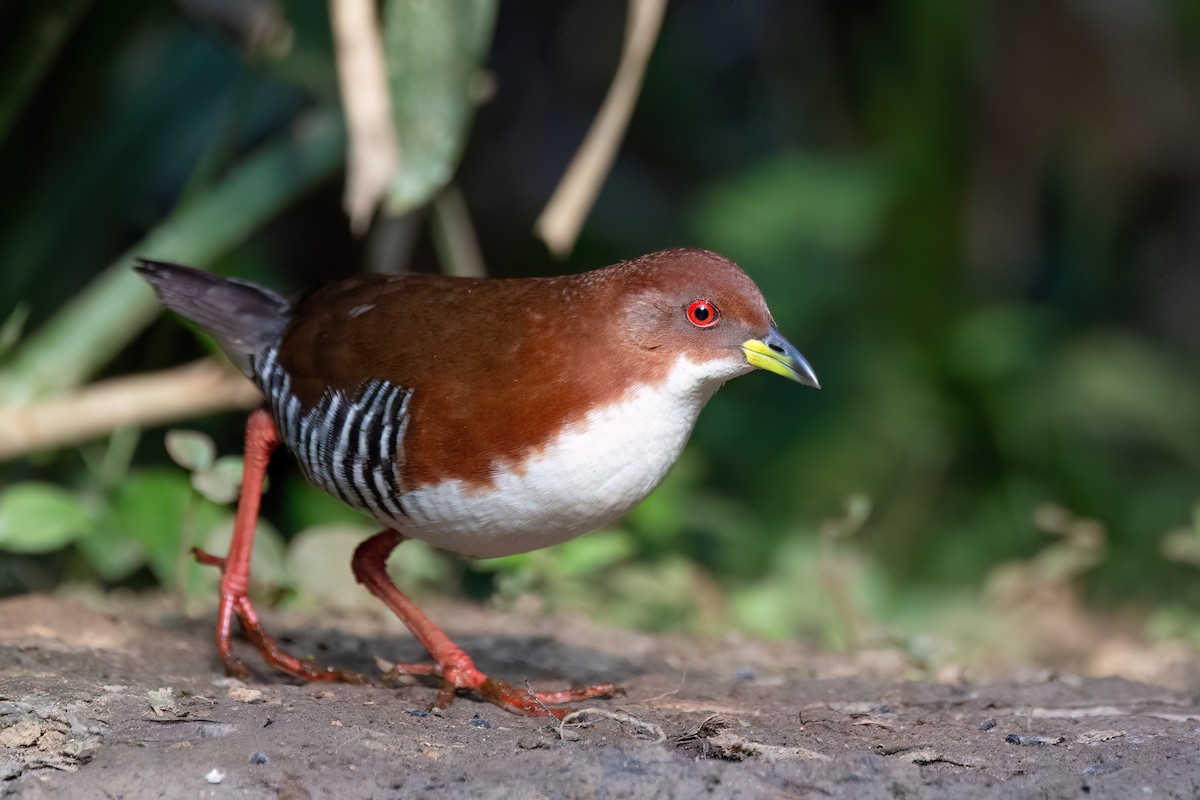 Red-and-white Crake - ML623556890