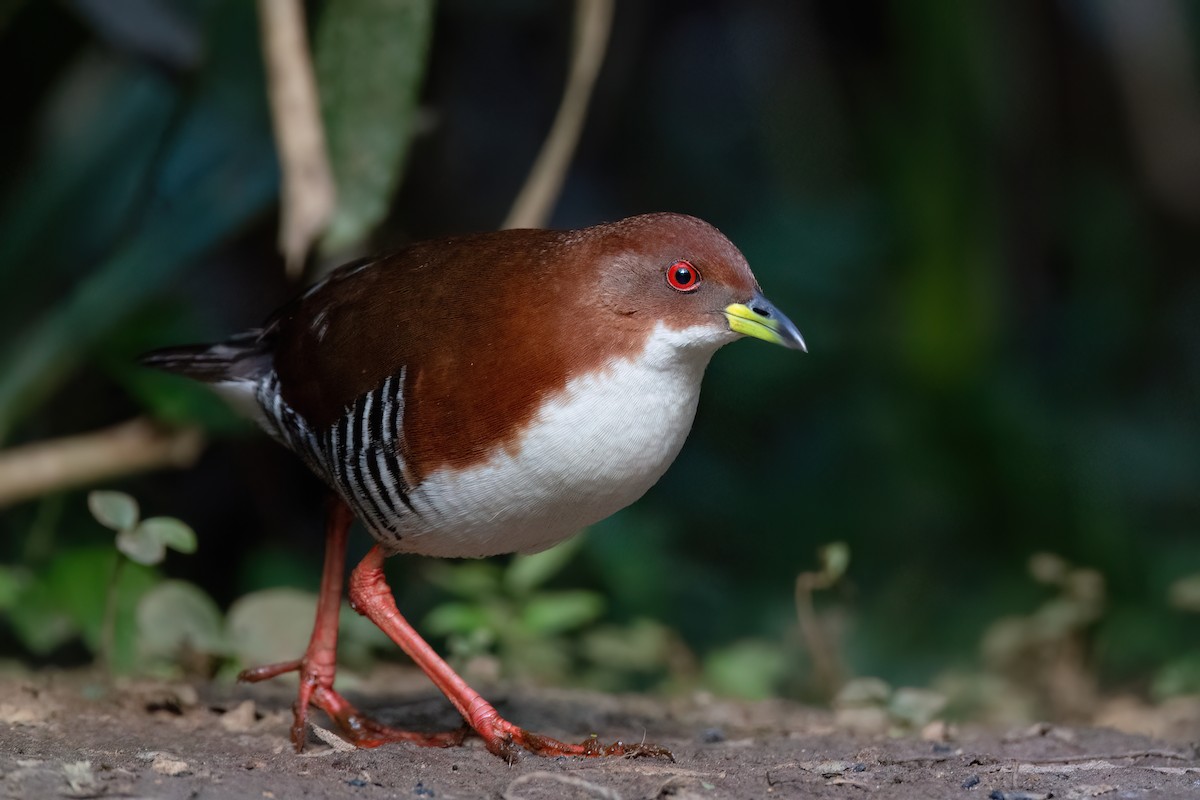 Red-and-white Crake - ML623556891