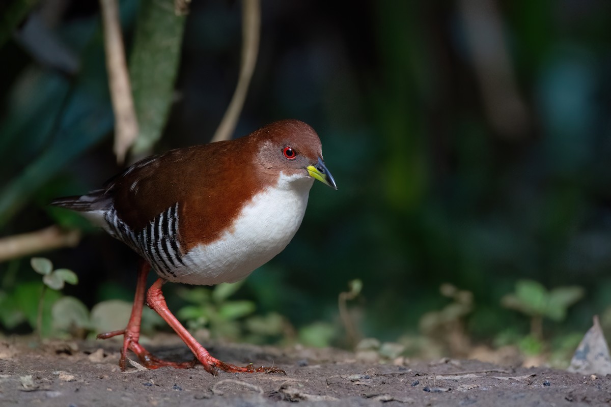 Red-and-white Crake - ML623556892