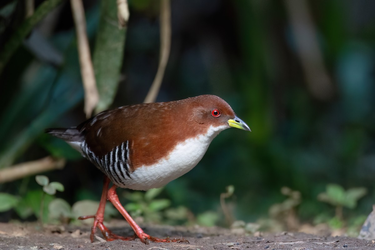 Red-and-white Crake - ML623556893