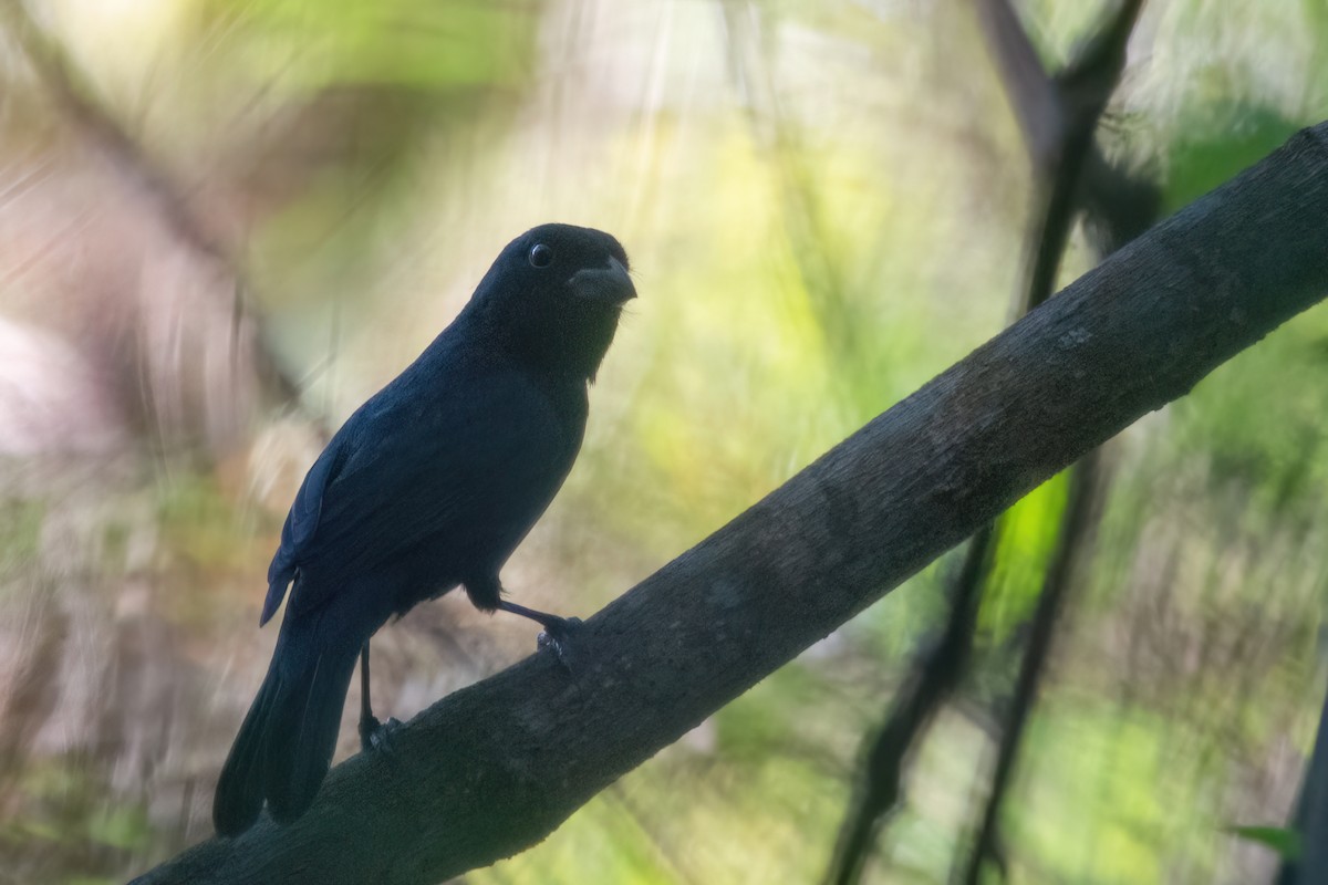 Blackish-blue Seedeater - ML623556900