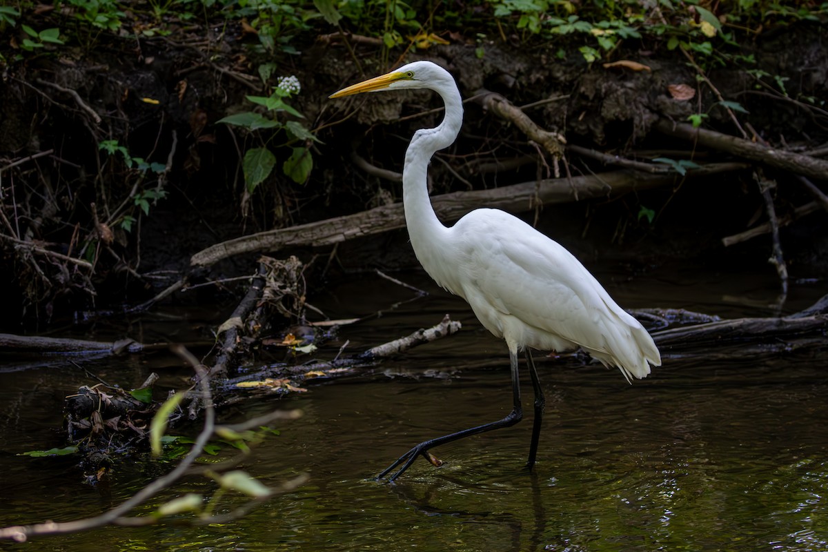 Grande Aigrette - ML623556925