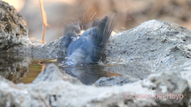 Tenerife Blue Chaffinch - ML623556929