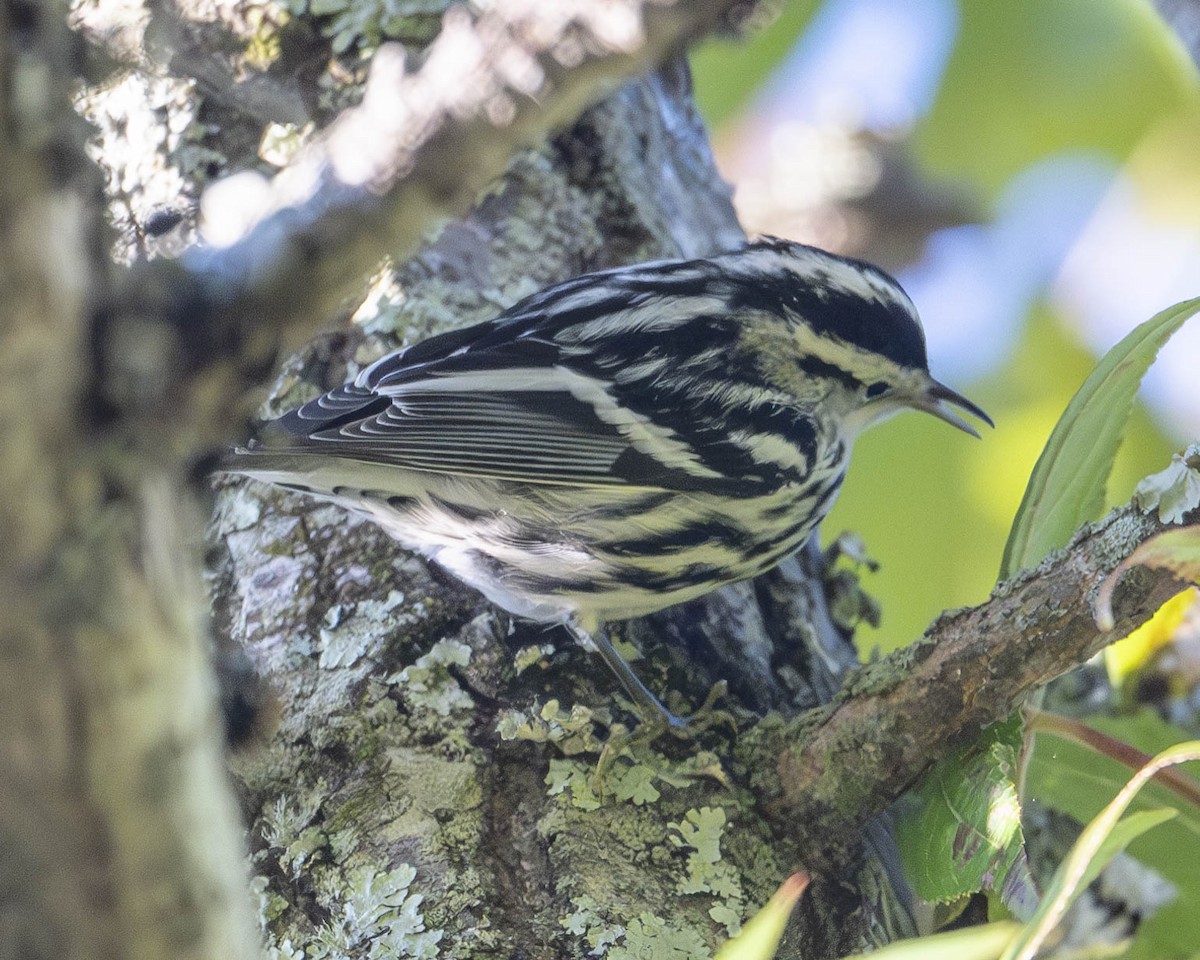 Black-and-white Warbler - ML623556936
