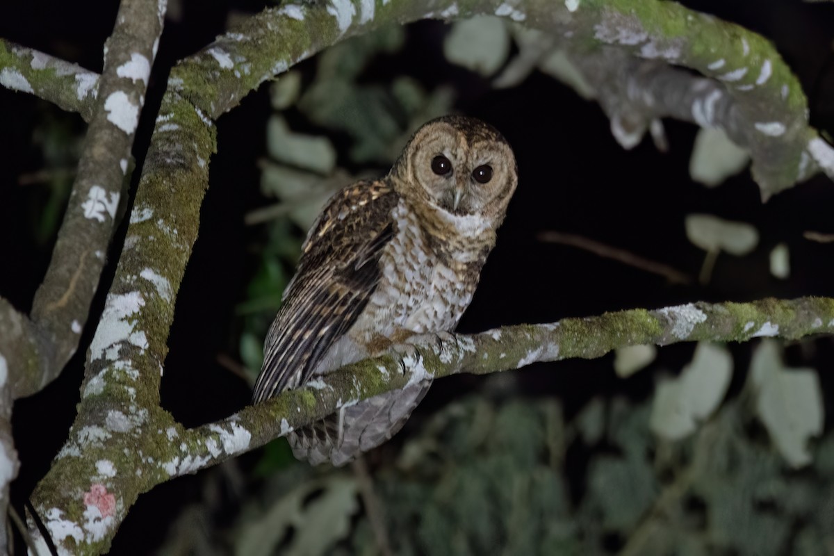 Rusty-barred Owl - ML623557006