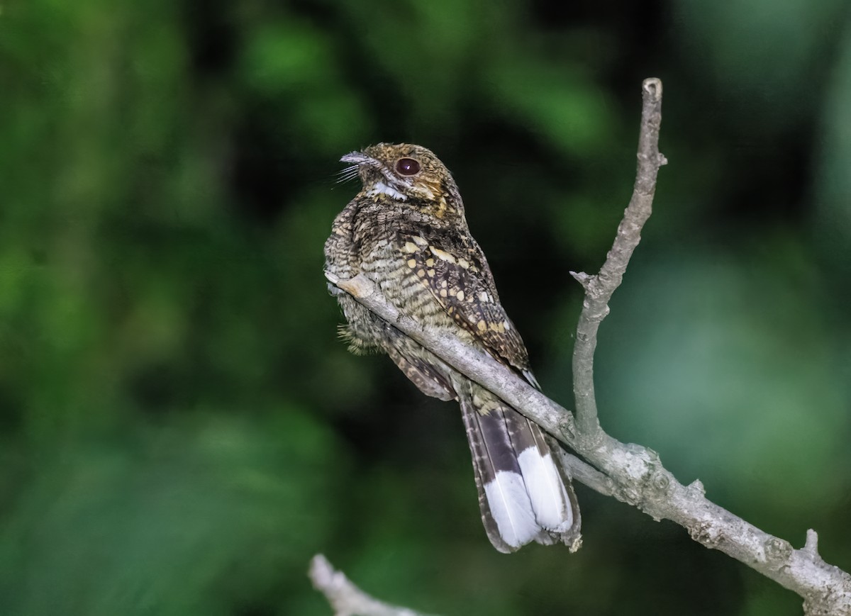 Timor Nightjar - ML623557017