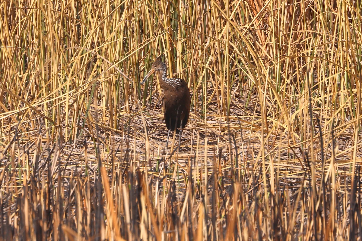 Limpkin - ML623557028