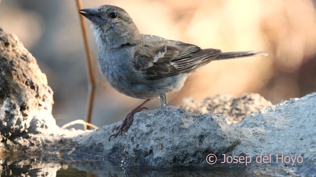Tenerife Blue Chaffinch - ML623557039