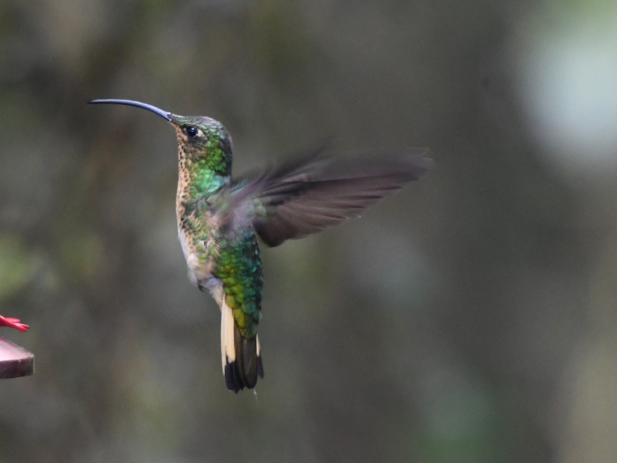 Colibrí Aterciopelado - ML623557041