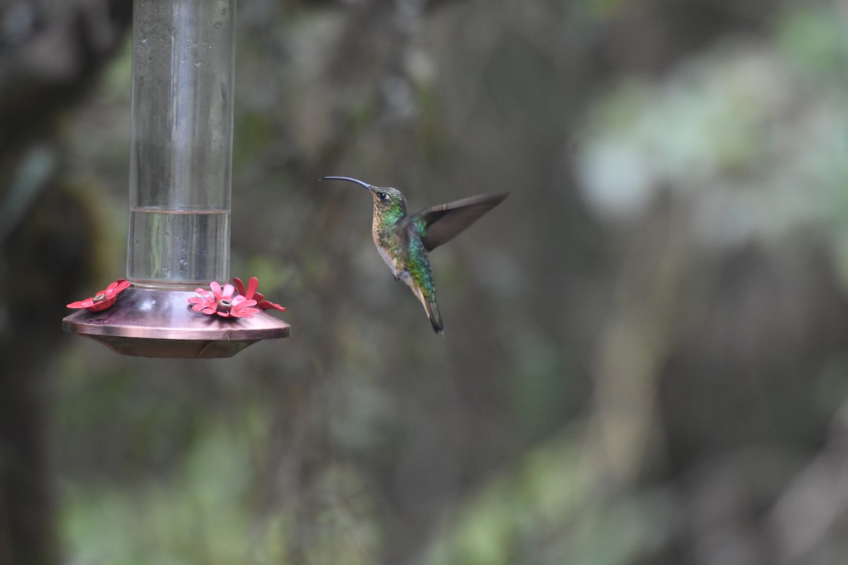 Colibrí Aterciopelado - ML623557042