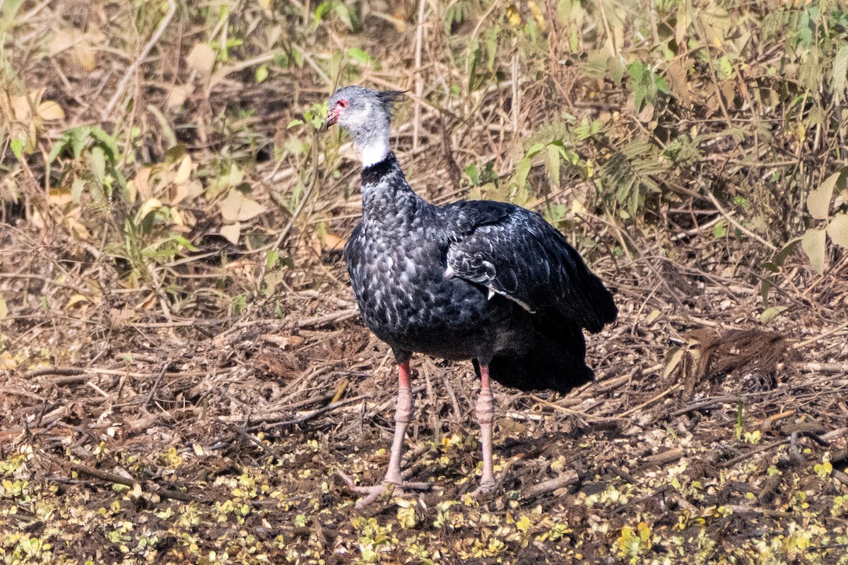 Southern Screamer - ML623557065