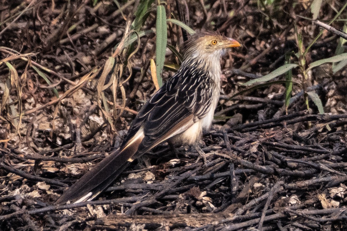 Guira Cuckoo - ML623557069