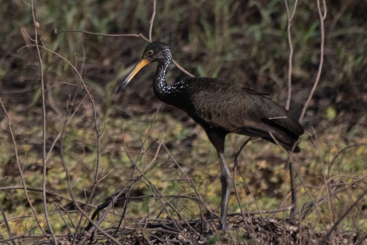 Limpkin - ML623557074