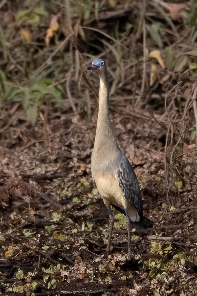 Whistling Heron - ML623557081