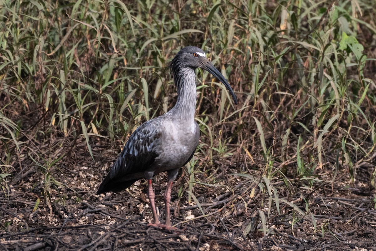 Plumbeous Ibis - ML623557086