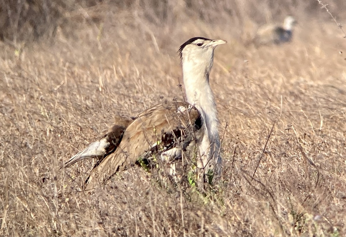 Australian Bustard - ML623557089