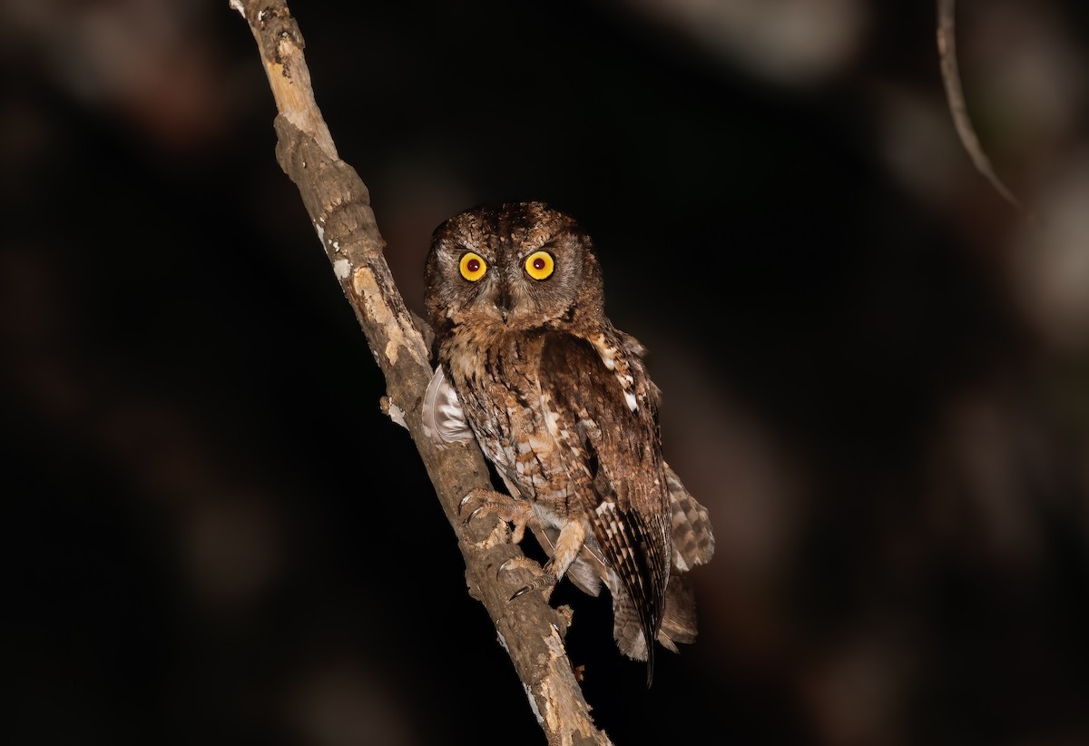 Wetar Scops-Owl - ML623557132